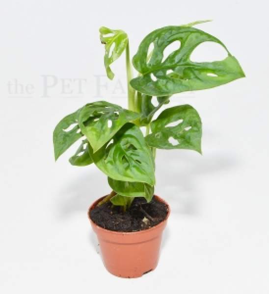 Monstera obliqua